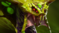 venomancer_sb.png