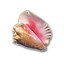 Icon for Conch Shell Expert