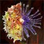 Icon for Research:  Cephad Zoa